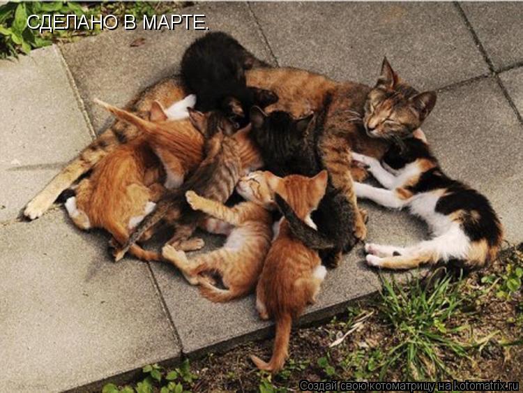 Котоматрица: СДЕЛАНО В МАРТЕ.