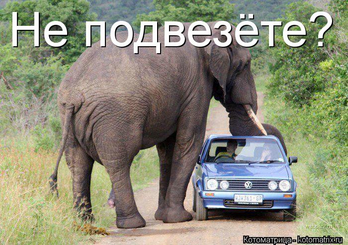 Котоматрица: Не подвезёте?