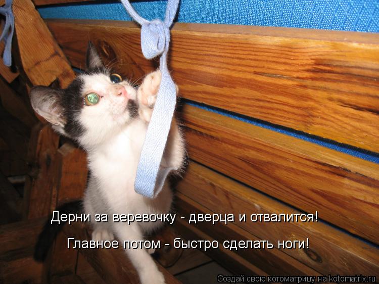 Дерни за веревочку - дверца и отвалится! Главное потом - быстро сделать ноги!... Котоматрица: Дерни за веревочку - дверца и отвалится! Главное потом - быстро сделать ноги!