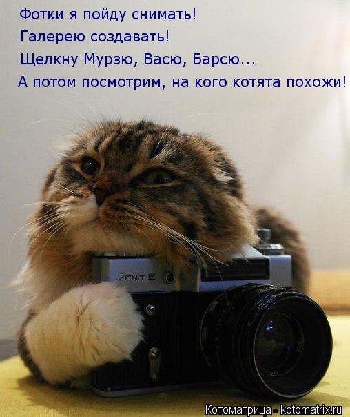 Котоматрица: Фотки я пойду снимать! Галерею создавать! Щелкну Мурзю, Васю, Барсю... А потом посмотрим, на кого котята похожи!