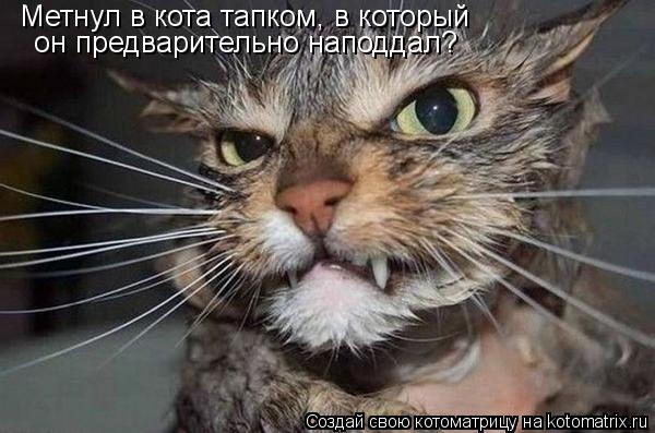 Котоматрица: Метнул в кота тапком, в который он предварительно наподдал?