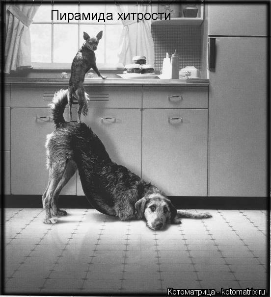 Котоматрица: Пирамида хитрости
