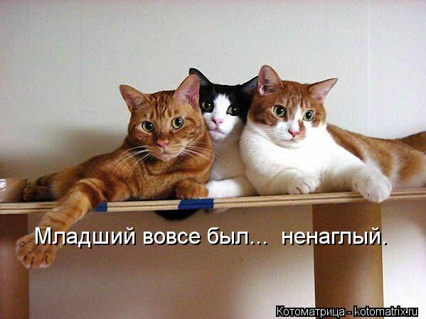 Младший вовсе был... ненаглый.... Котоматрица: Младший вовсе был... ненаглый.