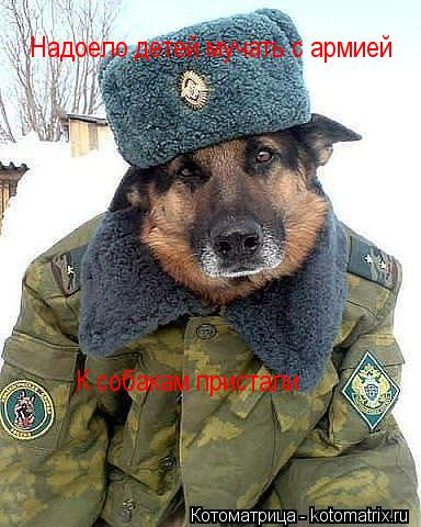 Надоело детей мучать с армией К собакам пристали... Котоматрица: Надоело детей мучать с армией К собакам пристали