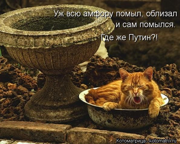 Уж всю амфору помыл, облизал и сам помылся. Где же Путин?!... Котоматрица: Уж всю амфору помыл, облизал и сам помылся. Где же Путин?!
