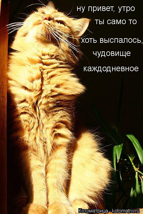 ну привет, утро ты само то хоть выспалось, чудовище каждодневное... Котоматрица: ну привет, утро ты само то хоть выспалось, чудовище каждодневное
