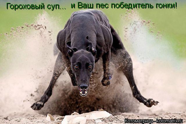 Гороховый суп... и Ваш пес победитель гонки!... Котоматрица: Гороховый суп... и Ваш пес победитель гонки!