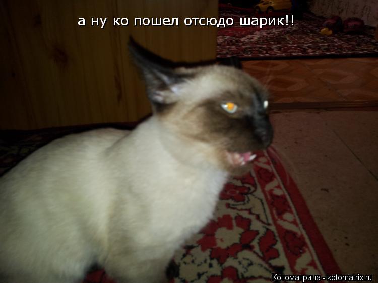 а ну ко пошел отсюдо шарик!!... Котоматрица: а ну ко пошел отсюдо шарик!!