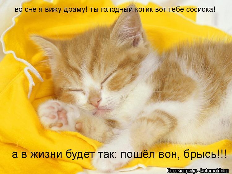 Котоматрица: во сне я вижу драму! ты голодный котик вот тебе сосиска! а в жизни будет так: пошёл вон, брысь!!!