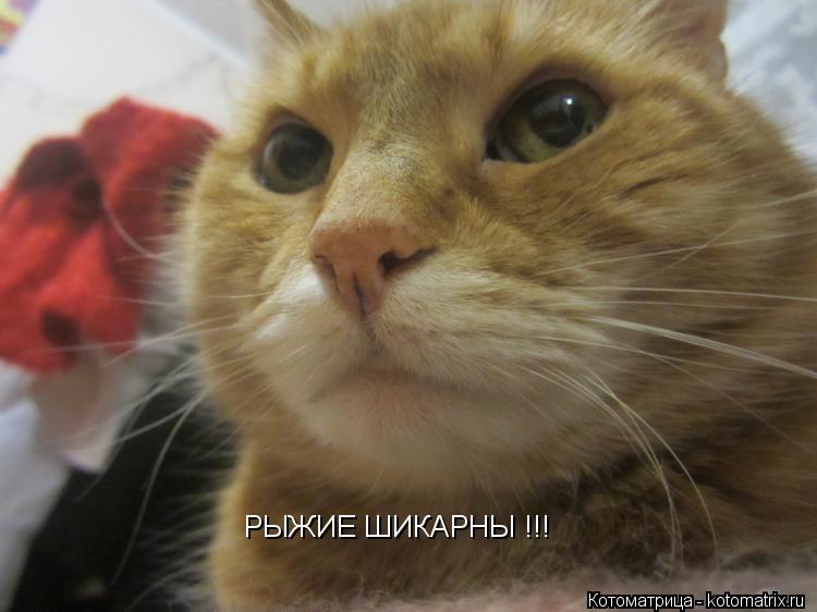 Котоматрица: РЫЖИЕ ШИКАРНЫ !!!