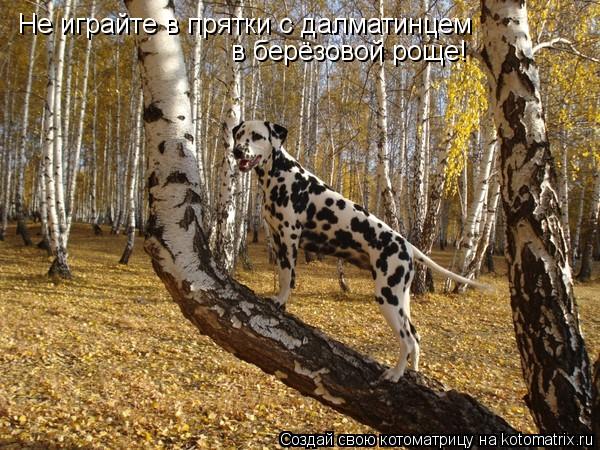 Не играйте в прятки с далматинцем в берёзовой роще!... Котоматрица: Не играйте в прятки с далматинцем в берёзовой роще!