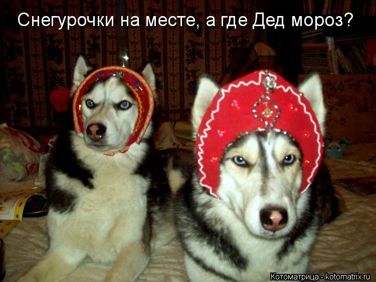 Котоматрица: Снегурочки на месте, а где Дед мороз?