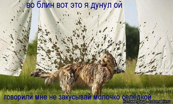 во блин вот это я дунул ой говорили мне не закусывай молочко селёдкой... Котоматрица: во блин вот это я дунул ой говорили мне не закусывай молочко селёдкой
