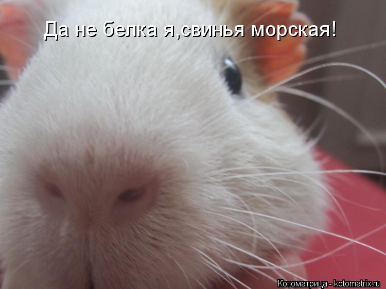 Котоматрица: Да не белка я,свинья морская!