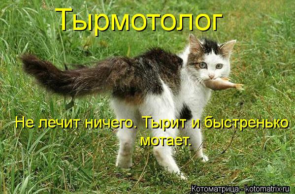 Котоматрица: Тырмотолог Не лечит ничего. Тырит и быстренько мотает.