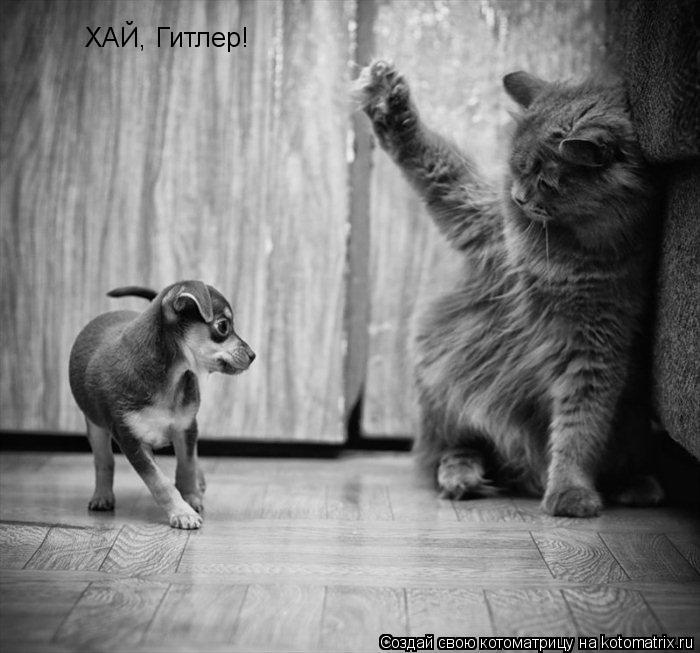 ХАЙ, Гитлер!... Котоматрица: ХАЙ, Гитлер!