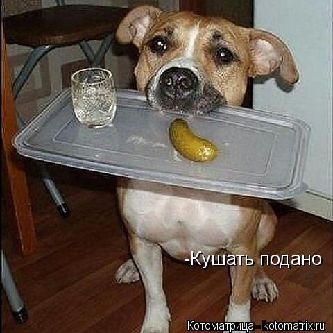 -Кушать подано... Котоматрица: -Кушать подано