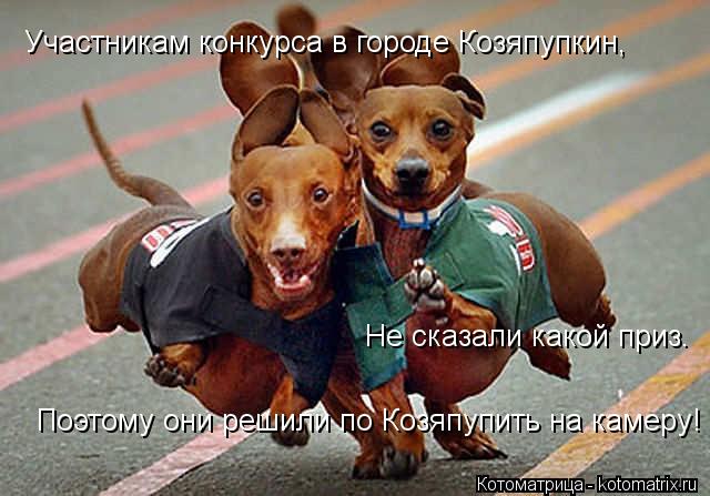 Участникам конкурса в городе Козяпупкин, Не сказали какой приз. Поэтому они решили по Козяпупить на к... Котоматрица: Участникам конкурса в городе Козяпупкин, Не сказали какой приз. Поэтому они решили по Козяпупить на камеру!