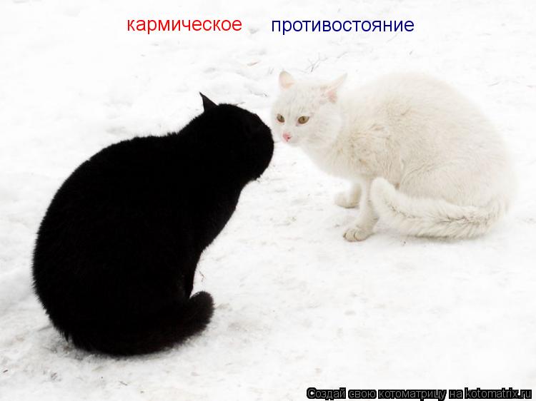 Котоматрица: кармическое кармическое  противостояние