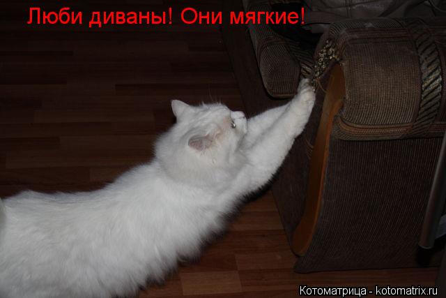 Котоматрица: Люби диваны! Они мягкие!
