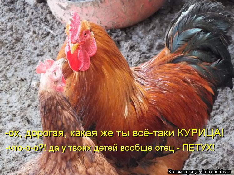 -ох, дорогая, какая же ты всё-таки КУРИЦА! -что-о-о?! да у твоих детей вообще отец - ПЕТУХ!... Котоматрица: -ох, дорогая, какая же ты всё-таки КУРИЦА! -что-о-о?! да у твоих детей вообще отец - ПЕТУХ!