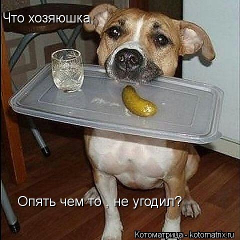 Что хозяюшка, Опять чем то , не угодил?... Котоматрица: Что хозяюшка, Опять чем то , не угодил?