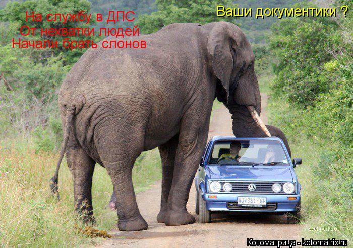 На службу в ДПС От нехватки людей Начали брать слонов Ваши документики ?... Котоматрица: На службу в ДПС От нехватки людей Начали брать слонов Ваши документики ?