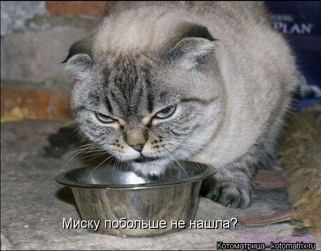 Котоматрица: Миску побольше не нашла?