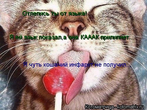 Котоматрица: Отлепись ты от языка! Отлепись ты от языка! Я ей язык показал,а она КАААК прилипнет... Я чуть кошачий инфаркт не получил...