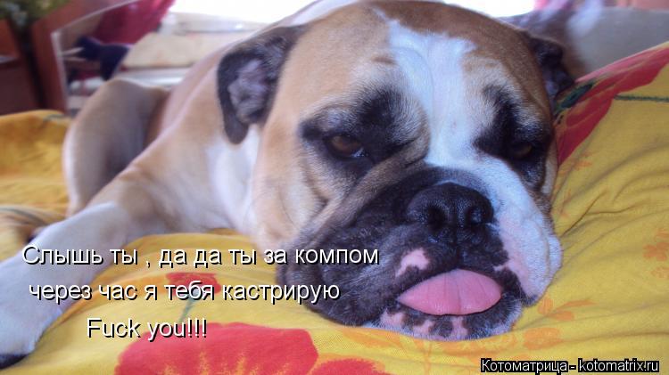 Слышь ты , да да ты за компом через час я тебя кастрирую Fuck you!!!... Котоматрица: Слышь ты , да да ты за компом через час я тебя кастрирую Fuck you!!!