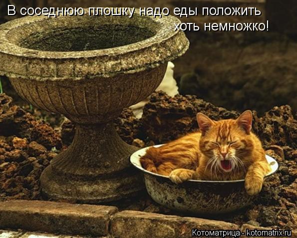 В соседнюю плошку надо еды положить хоть немножко!... Котоматрица: В соседнюю плошку надо еды положить хоть немножко!