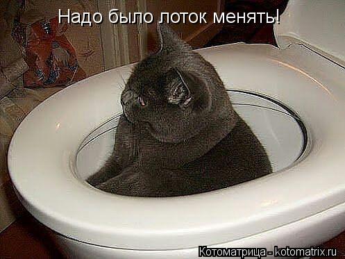Надо было лоток менять!... Котоматрица: Надо было лоток менять!