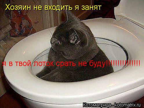 Хозяин не входить я занят я в твой лоток срать не буду!!!!!!!!!!!!!!!... Котоматрица: Хозяин не входить я занят я в твой лоток срать не буду!!!!!!!!!!!!!!!