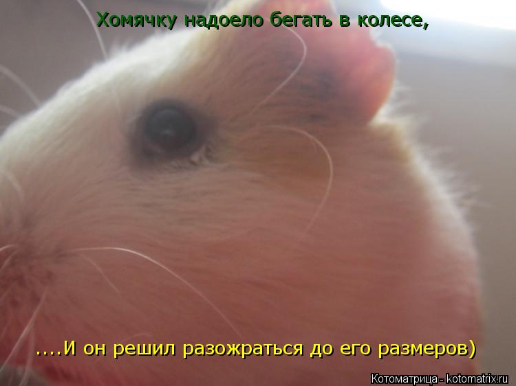Хомячку надоело бегать в колесе, ....И он решил разожраться до его размеров)... Котоматрица: Хомячку надоело бегать в колесе, ....И он решил разожраться до его размеров)