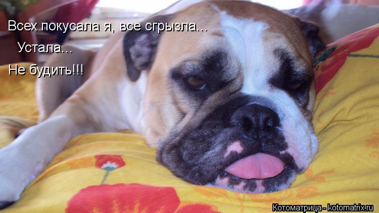 Котоматрица: Всех покусала я, все сгрызла... Устала...  Не будить!!!