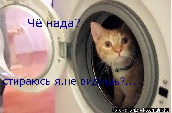 Котоматрица: Чё нада? стираюсь я,не видишь?...