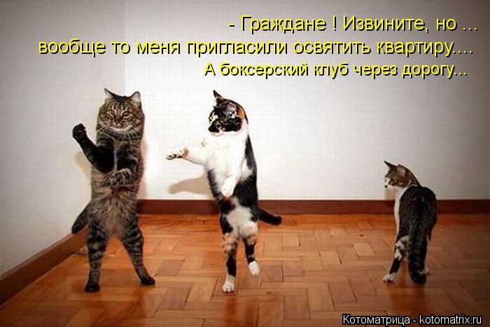 Котоматрица: - Граждане ! Извините, но ... вообще то меня пригласили освятить квартиру.... А боксерский клуб через дорогу...