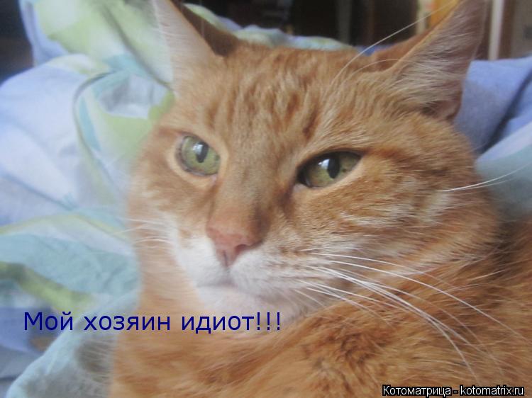 Мой хозяин идиот!!!... Котоматрица: Мой хозяин идиот!!!