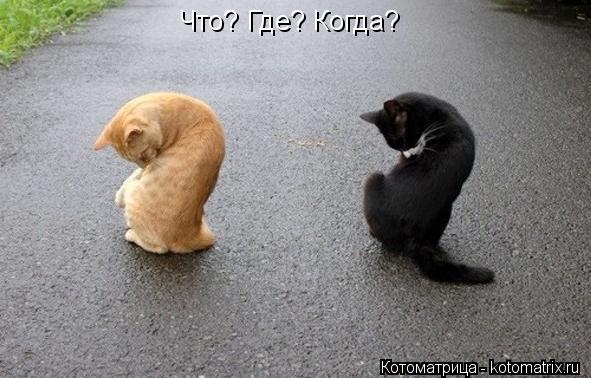 Что? Где? Когда?... Котоматрица: Что? Где? Когда?