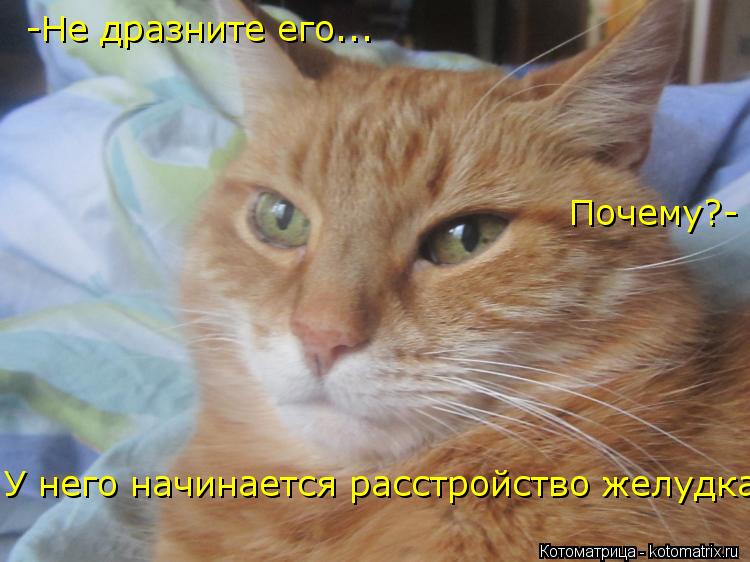 -Не дразните его... Почему?- У него начинается расстройство желудка!... Котоматрица: -Не дразните его... Почему?- У него начинается расстройство желудка!
