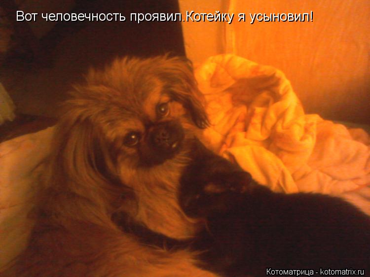 Вот человечность проявил.Котейку я усыновил!... Котоматрица: Вот человечность проявил.Котейку я усыновил!