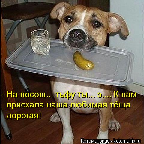 Котоматрица: - На посош... тьфу ты... э.... К нам приехала наша любимая тёща дорогая!