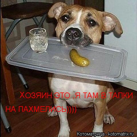 Х ОЗЯИН ЭТО ,Я ТАМ В ТАПКИ НА ПАХМЕЛИСЬ))))... Котоматрица: Х ОЗЯИН ЭТО ,Я ТАМ В ТАПКИ НА ПАХМЕЛИСЬ))))