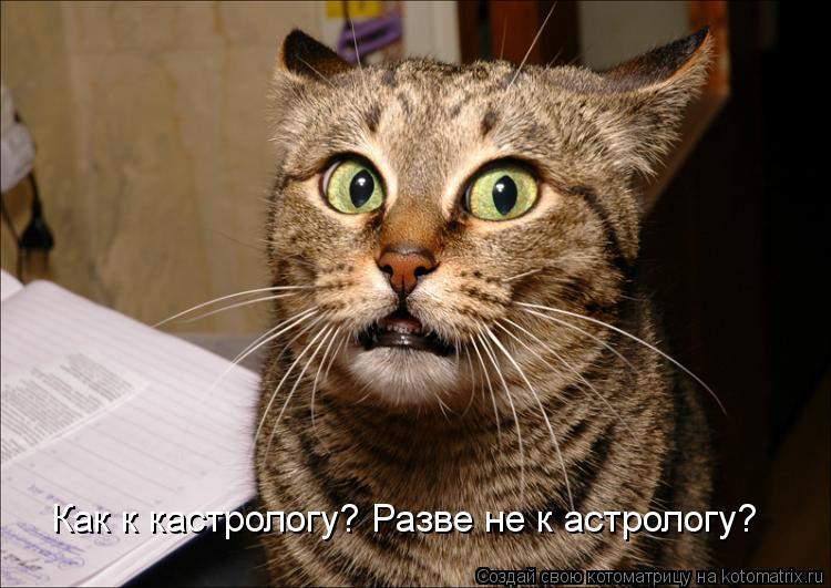 Котоматрица: Как к кастрологу? Разве не к астрологу?