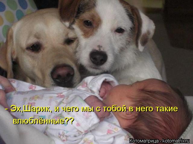 - Эх,Шарик, и чего мы с тобой в него такие влюблённые??... Котоматрица: - Эх,Шарик, и чего мы с тобой в него такие влюблённые??