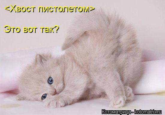 Котоматрица: <Хвост пистолетом> Это вот так?