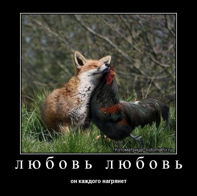 любовь любовь он каждого нагрянет... Котоматрица: любовь любовь он каждого нагрянет