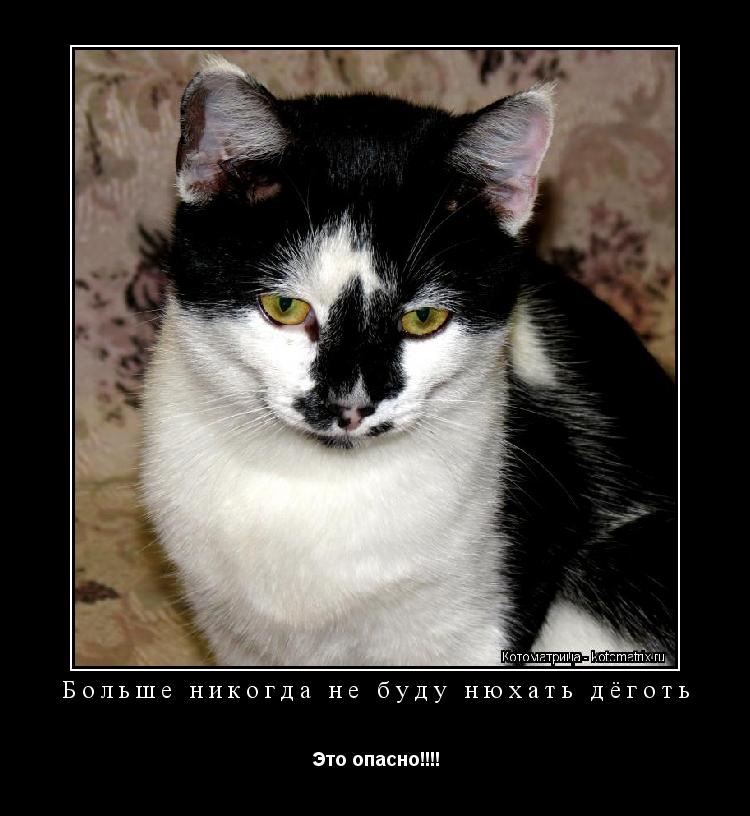Больше никогда не буду нюхать дёготь Это опасно!!!!... Котоматрица: Больше никогда не буду нюхать дёготь Это опасно!!!!