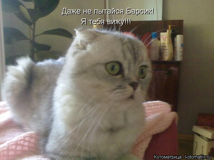 Даже не пытайся Барсик! Я тебя вижу!!! Я тебя вижу!!!... Котоматрица: Даже не пытайся Барсик! Я тебя вижу!!! Я тебя вижу!!!