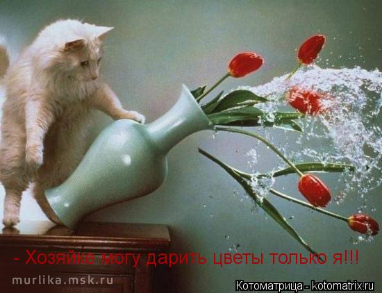 - Хозяйке могу дарить цветы только я!!!... Котоматрица: - Хозяйке могу дарить цветы только я!!!